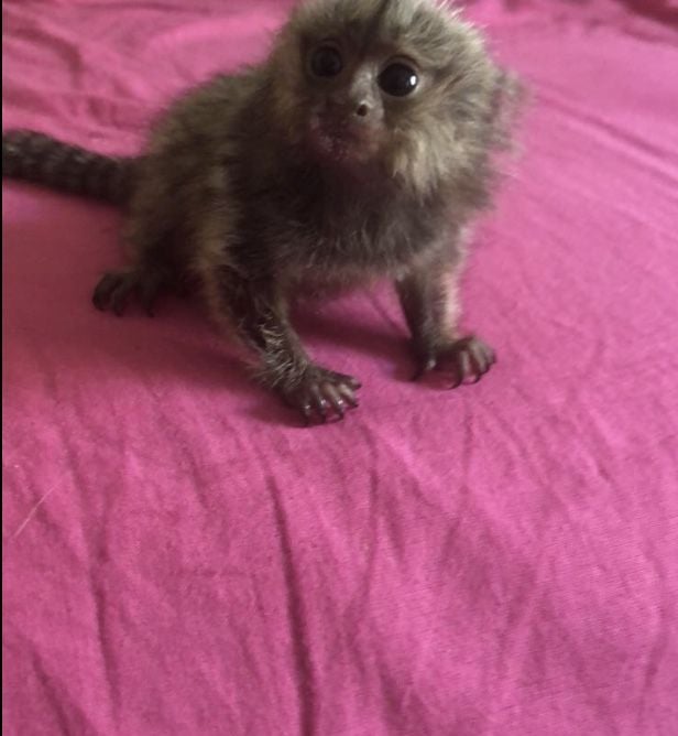 Well-cared-for marmoset monkey in a stress-free setting