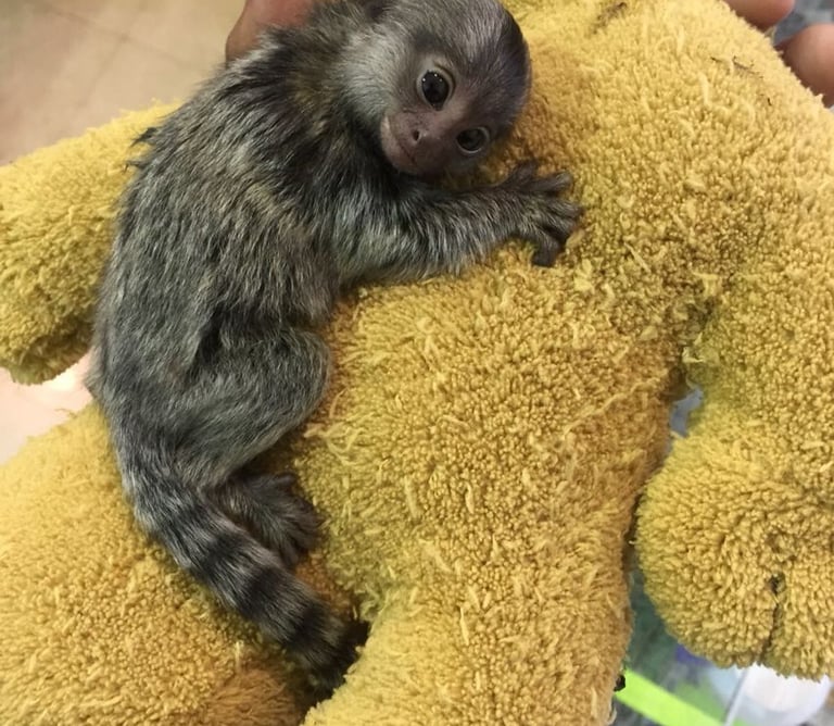 Marmoset monkey displaying alert and curious behavior