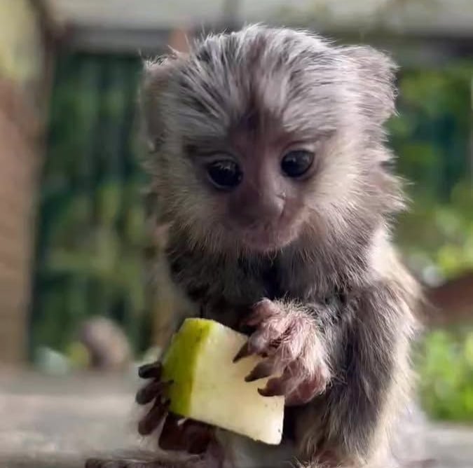 Healthy marmoset monkey in a professionally maintained space