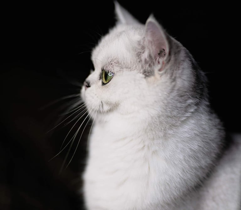 a white cat sitting on a chair in a dark room