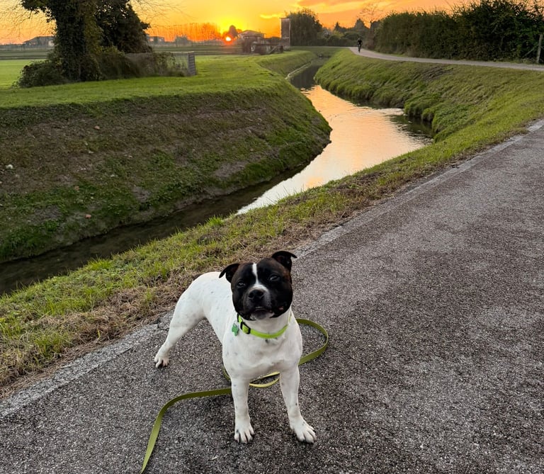 Staffordshire bull terrier (staffy) bianco pezzato nero