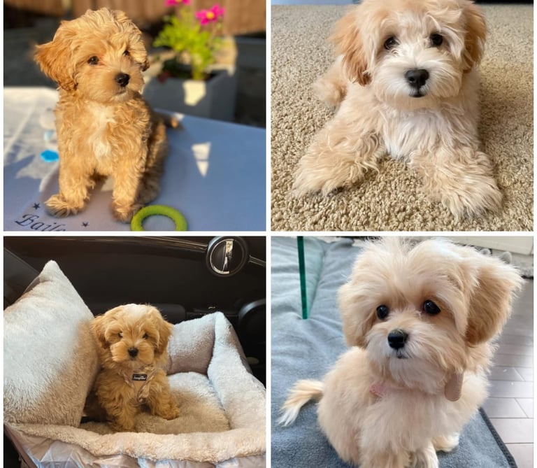 Maltipoo Puppies for Sale Near Me