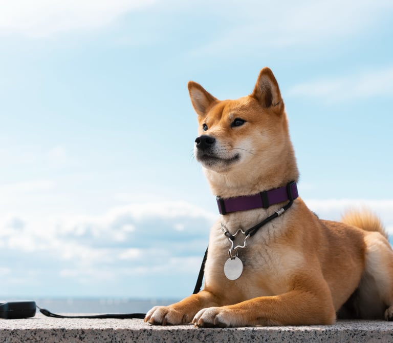 a cute shiba inu dog sitting on a stone bench with a pet tag on its collar