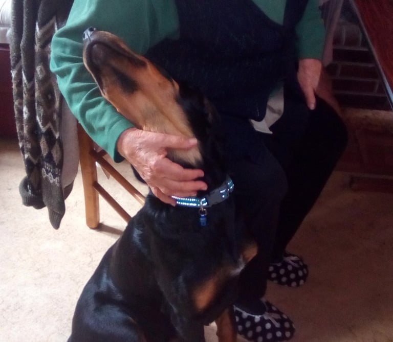 Une femme âgée fait un câlin réconfortant à Rantanplan notre beauceron