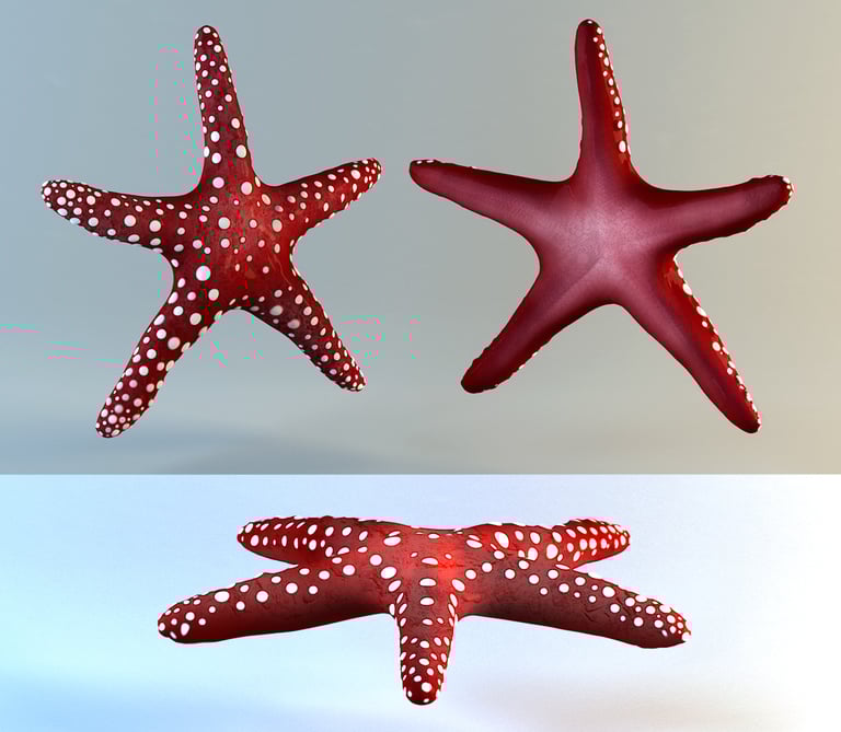 Free 3D model of a starfish
