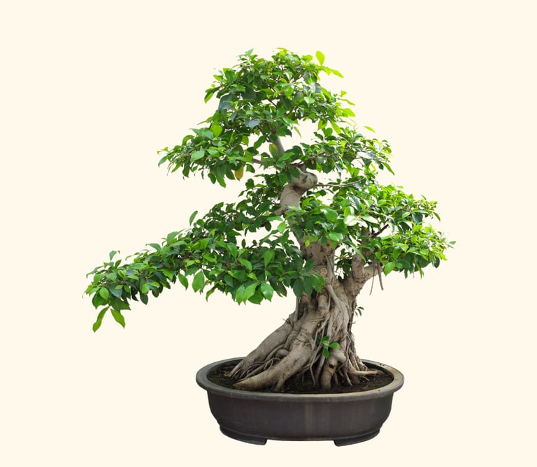 uma árvore bonsai em um vaso