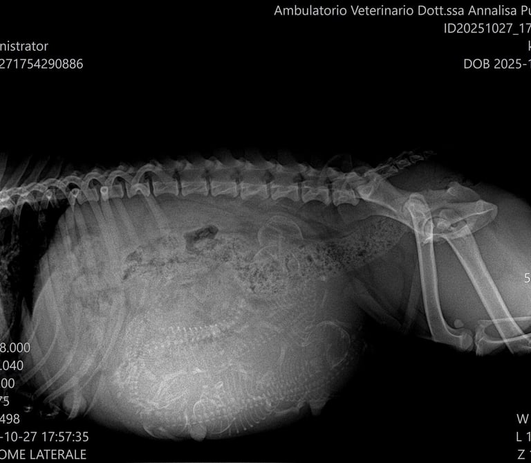 Radiografia Rx Staffordshire Bull Terrier Grecalestaffs allevamento pedigree enci fci