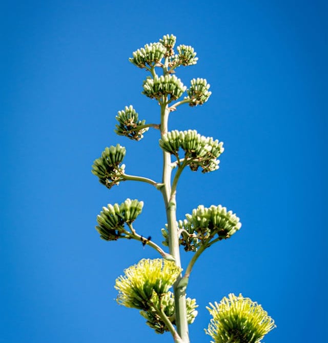Low angle view of a tall agave plant under a bright blue sky in Oaxaca, Mexico.