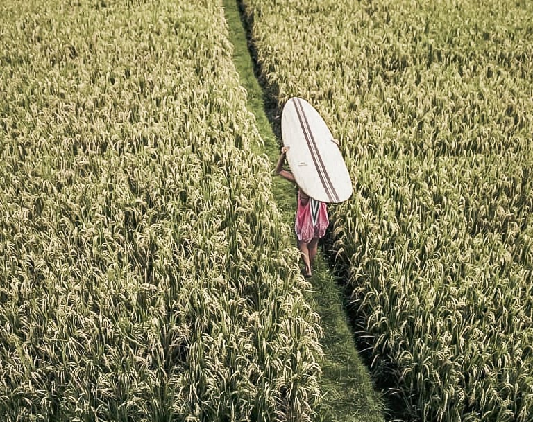 Surfer carrying a handmade balsa surfboard through a lush green rice field