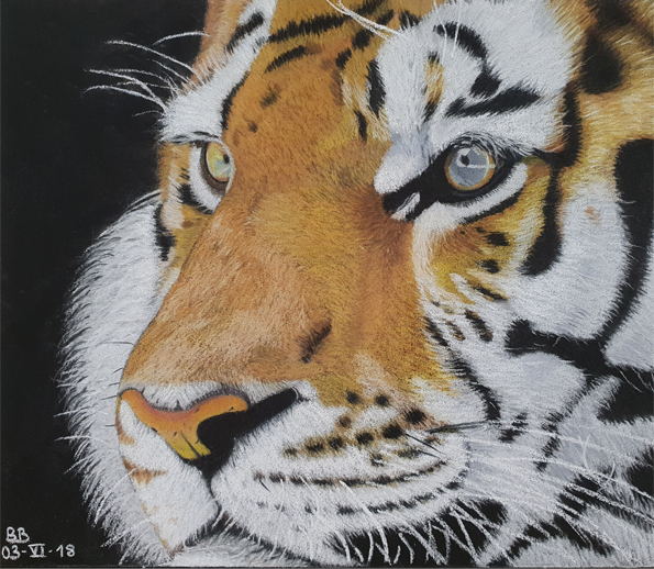 Tigre au pastel sec