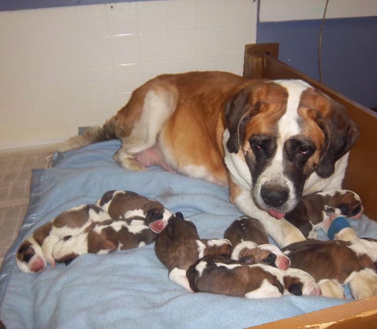 Saint Bernard puppies
