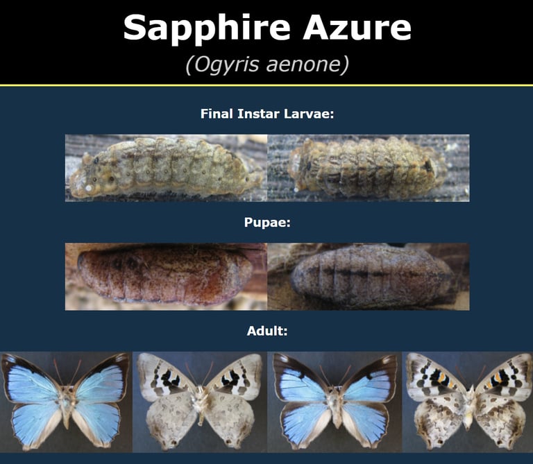 Développement et Maturation individuelle