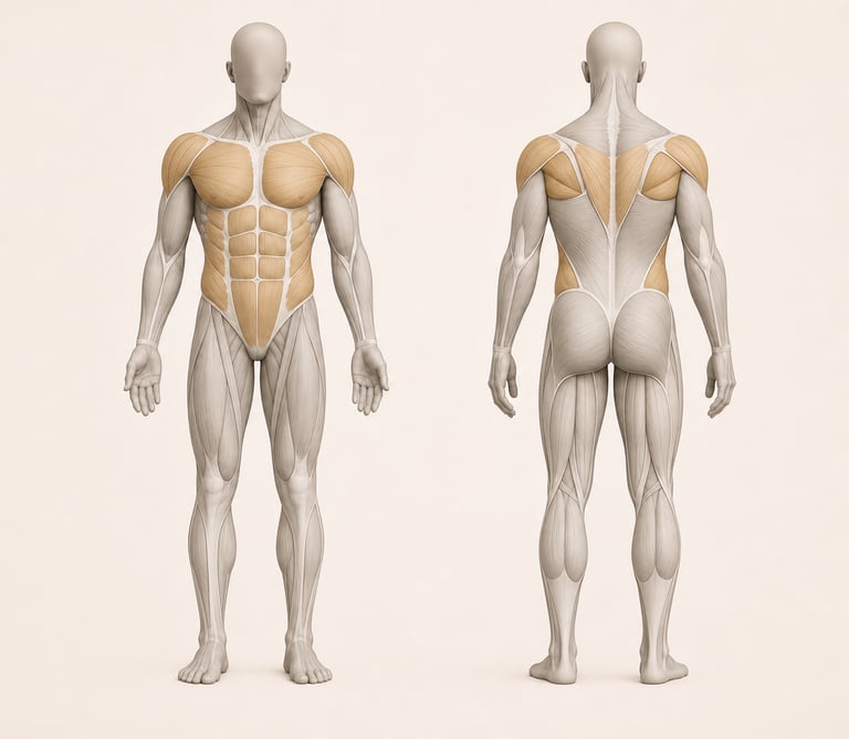 Diagramme anatomique du corps humain mettant en évidence les muscles travaillés au Pec Fly