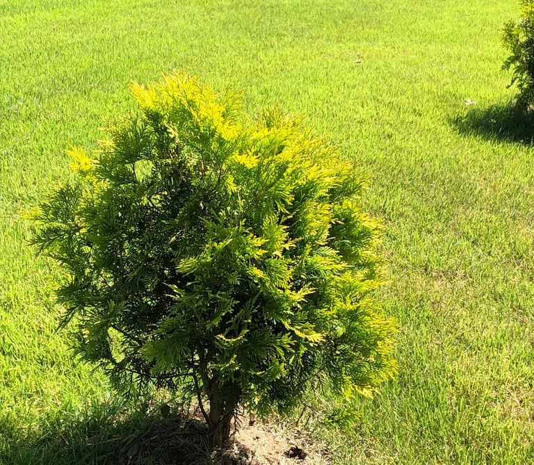 Golden Globe Arborvitae planted in a yard in the sunshine