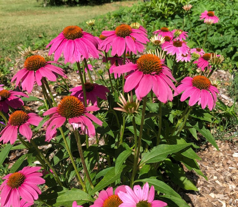 Beautiful pink coneflower blooms with green leaves planted in a garden