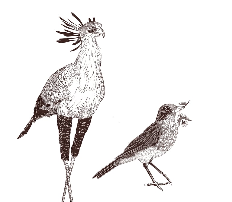 brown illustration of birds