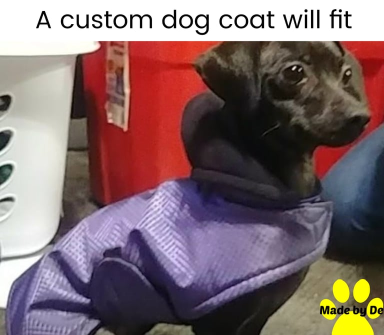 Black dachshund wearing a purple Extreme winter dog coat