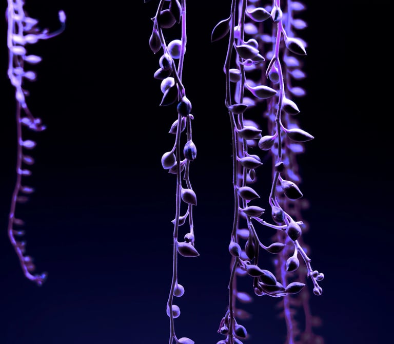 digital art, video installation,  joanna wlaszyn