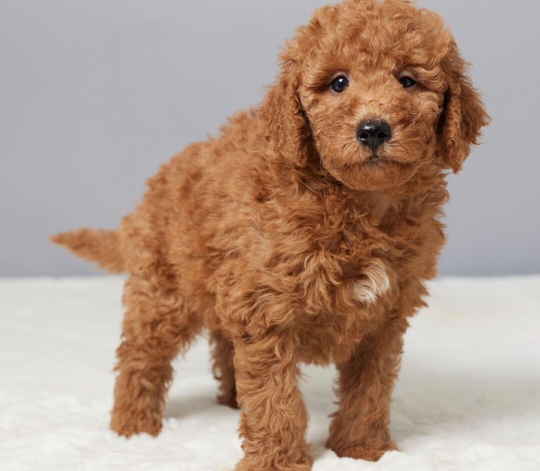 Un cachorro adoptado y juguetón disfruta del sol en un refugio de animales español.