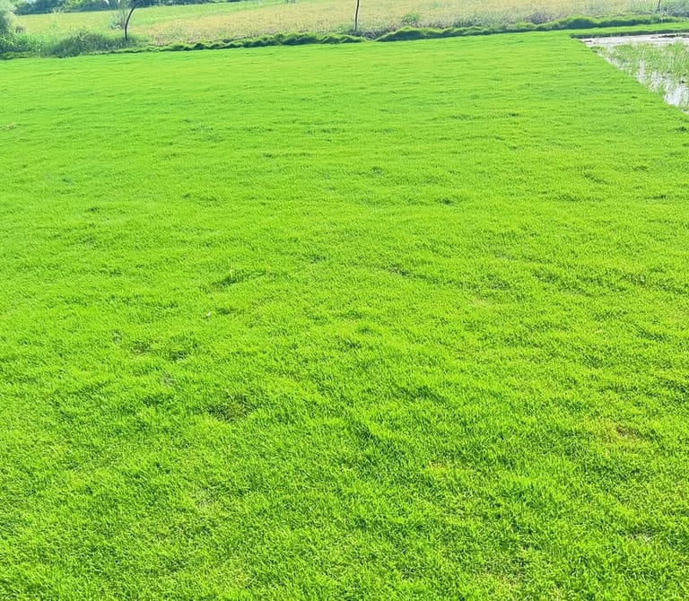 Lawn Grass Suppliers in Kadiyam