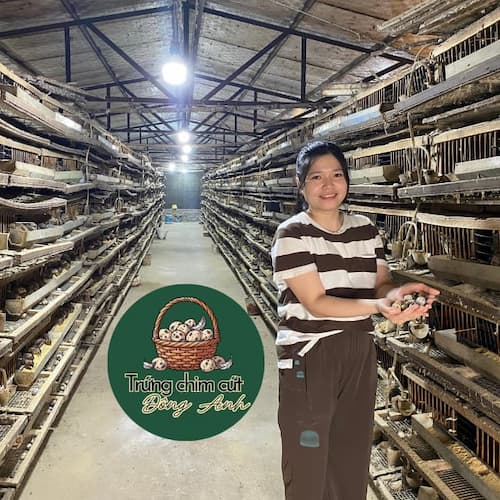 Trứng chim cút bóc sẵn, giải pháp cho bếp ăn, nhà hàng Đông Anh, Hà Nội