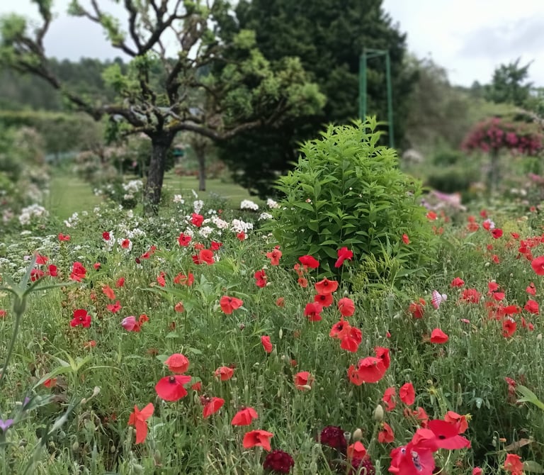 Flowers everywhere