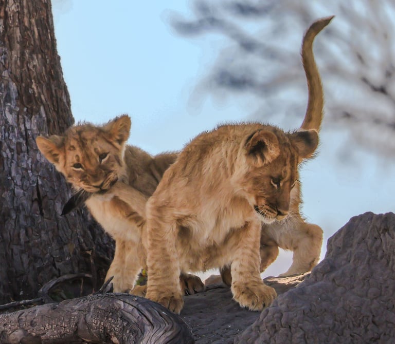 Two young African lion cubs playing together on a tree