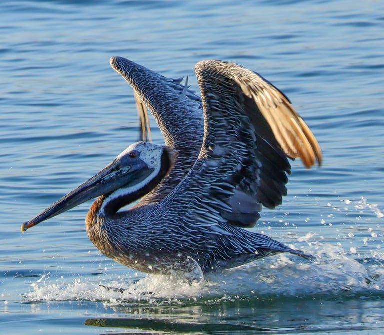 A brown pelican landing on blue ocean water with wings spread and water splashing.