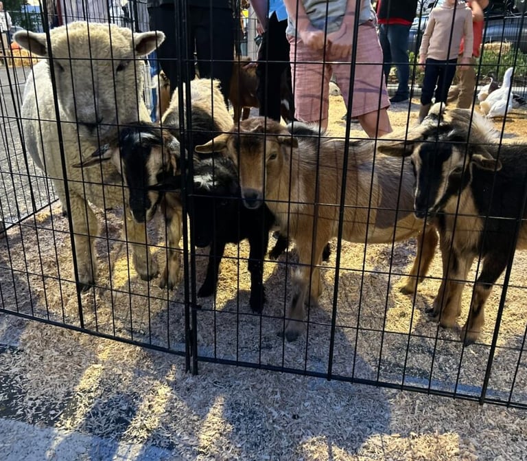petting zoo rentals