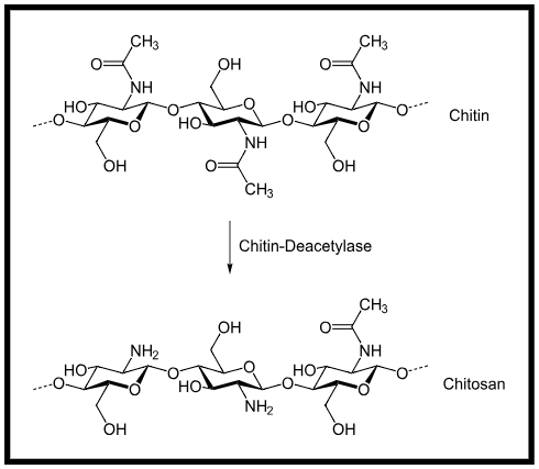 Figure showing formation of chitosan by partial deacetylation of chitin.