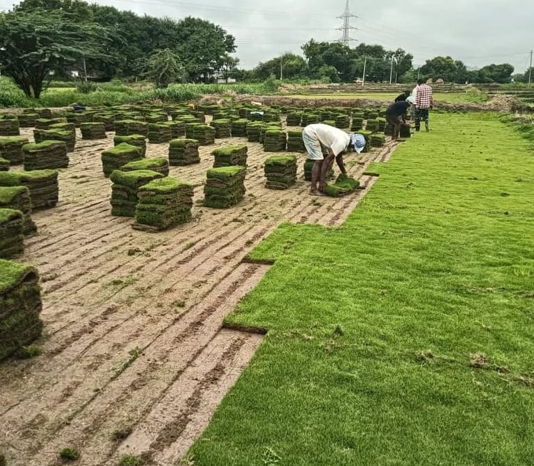 Lawn Grass Suppliers Hyderabad
