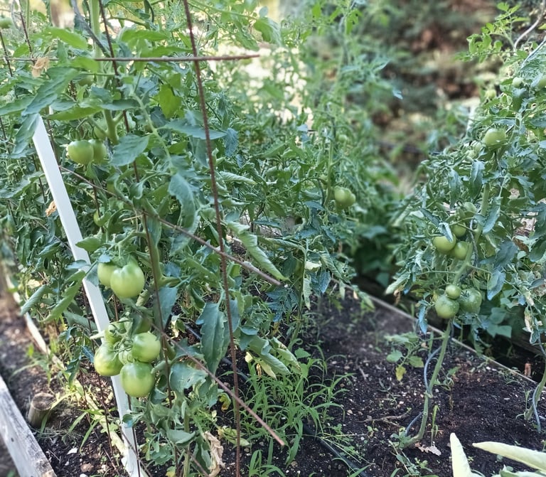 The St Pierre are slower to ripen