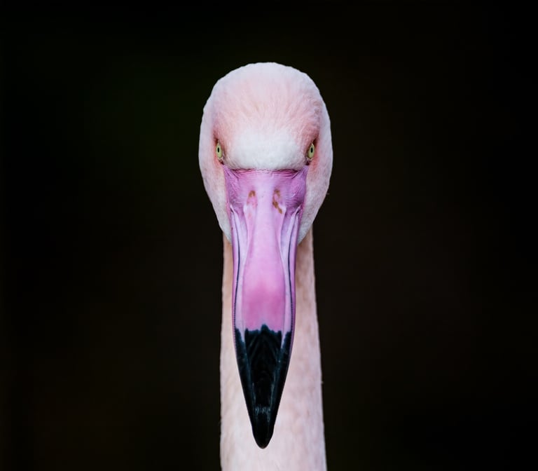 Pink Flamingo