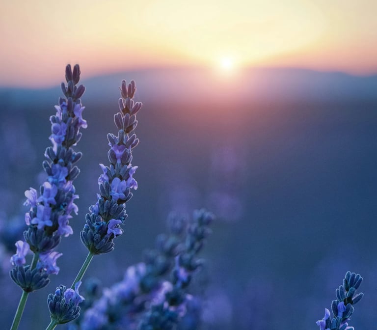 Campo de lavanda ao pôr do sol representando clareza, união interior e harmonia sutil do ser