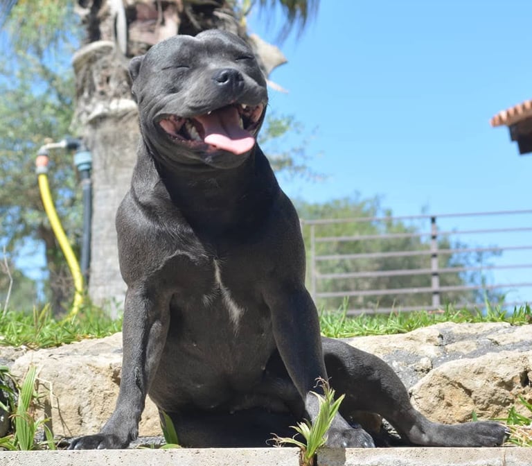 staffordshire bull terrier blu staffy grecalestaffs
