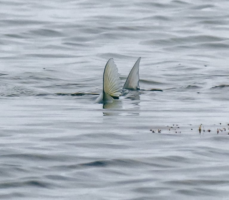 Tailing bonefish Cozumel