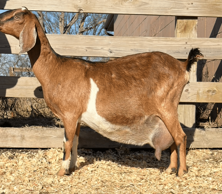 A black, white and brown doe standing in the sun  