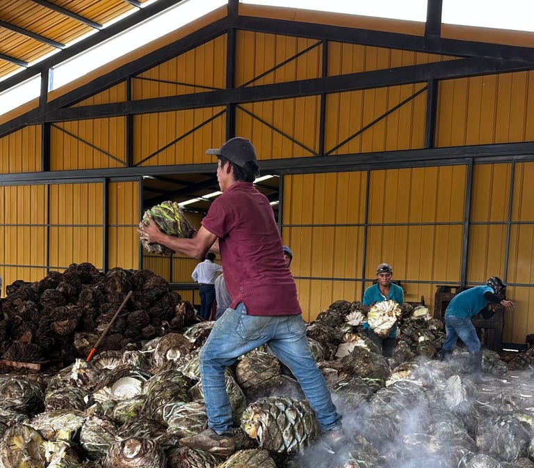 a man is standing in a pile of bundles of sugar canes