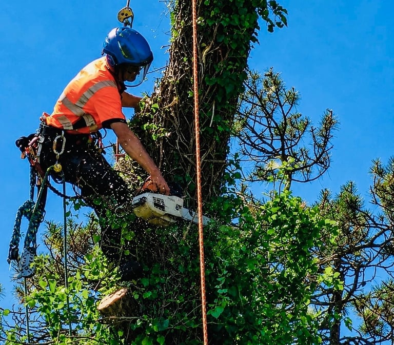 Professional tree surgeon felling Ash tree