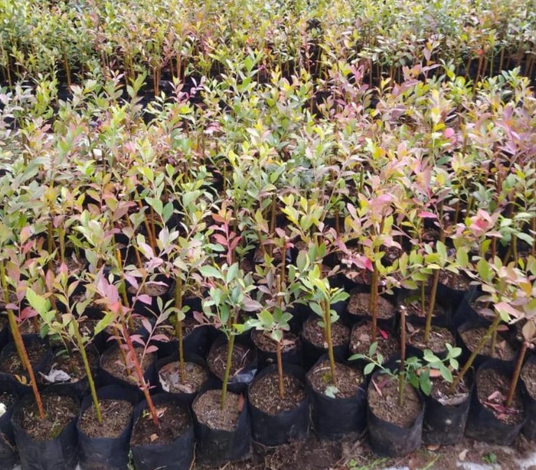 Plantas de arándanos azules jóvenes creciendo en bolsas de vivero negras en un vivero comercial.