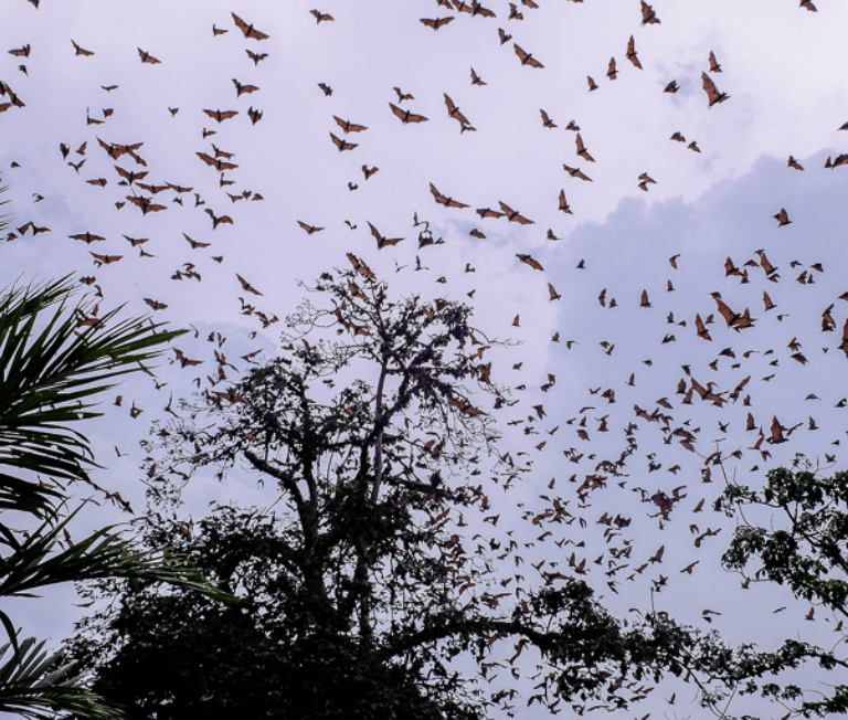 amenope.togo.permaculture