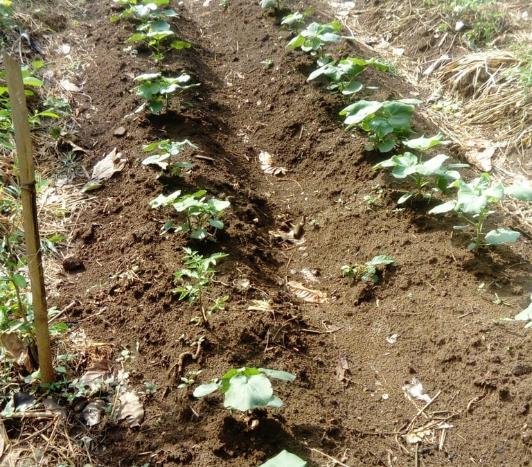 Devenir volontaire dans le maraichage à la Ferme Aménopé Togo Permaculture