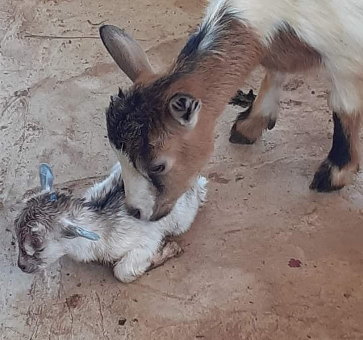 Devenir volontaire dans l'élevage à la Ferme Aménopé Togo Permaculture