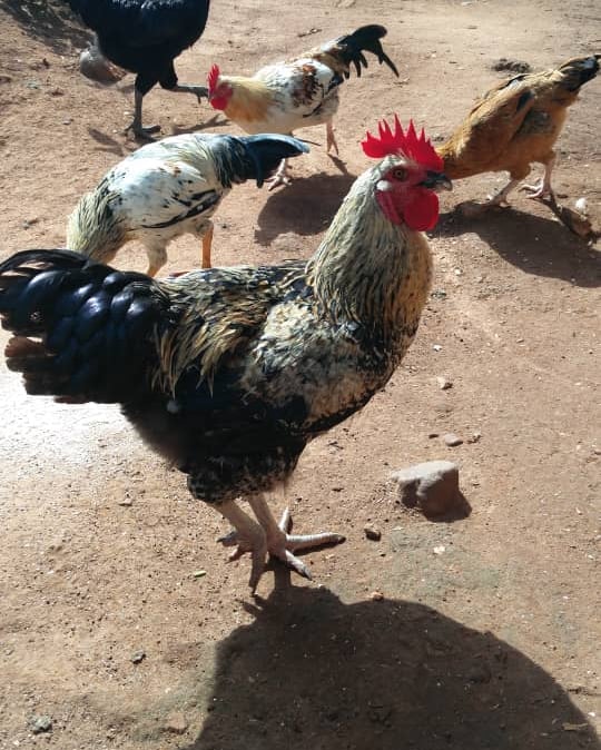 Devenir volontaire dans l'élevage à la Ferme Aménopé Togo Permaculture