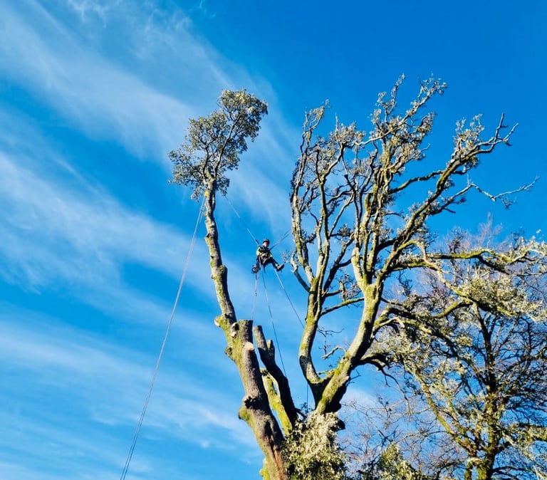 Large Holm Oak being felled safely