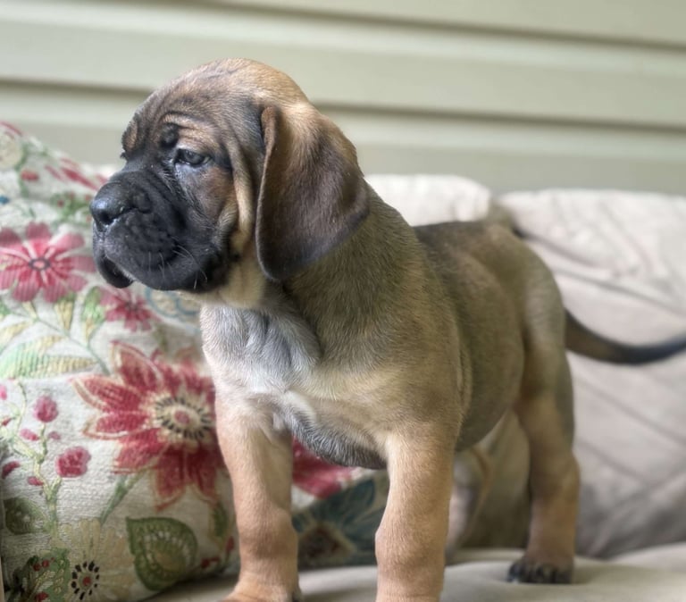 Cane Corso Puppies for Sale