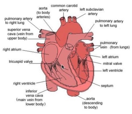 Diagram of the heart