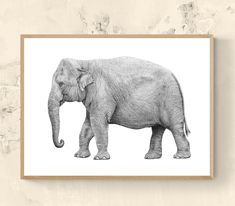 Wildlife Art - Asian elephant