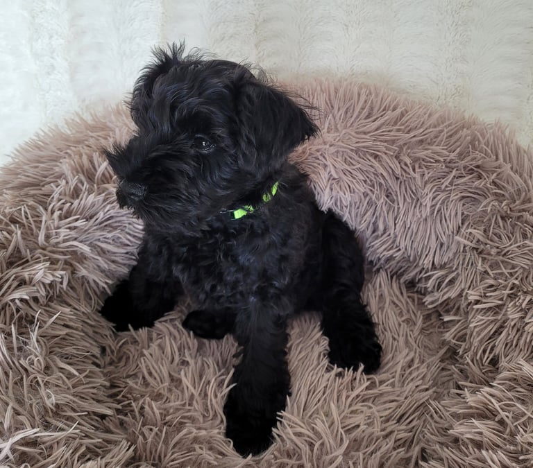 Lola des Diamants Noirs d'Also