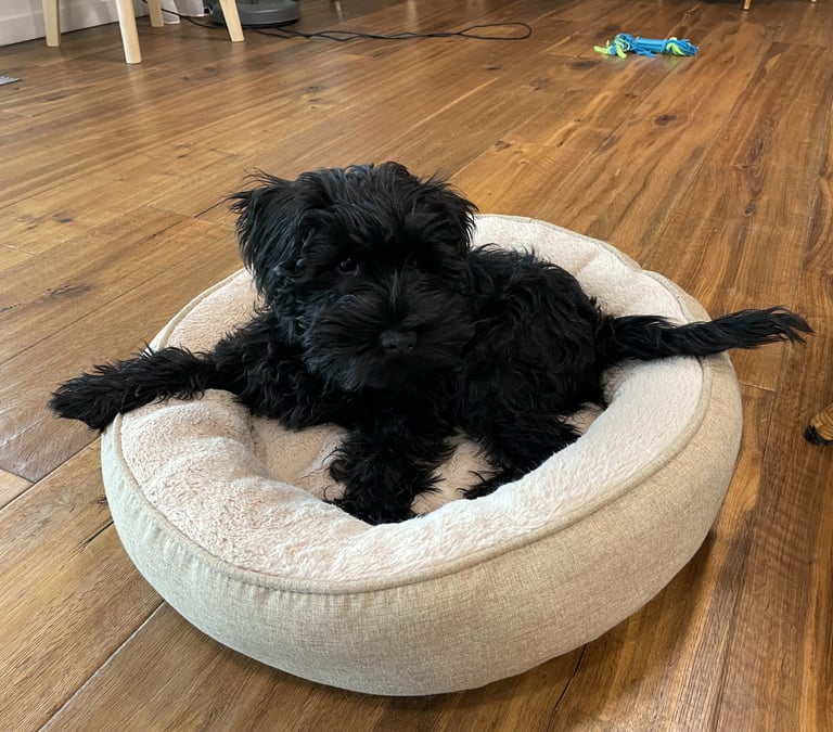 U'Haka des Diamants Noirs d'Also